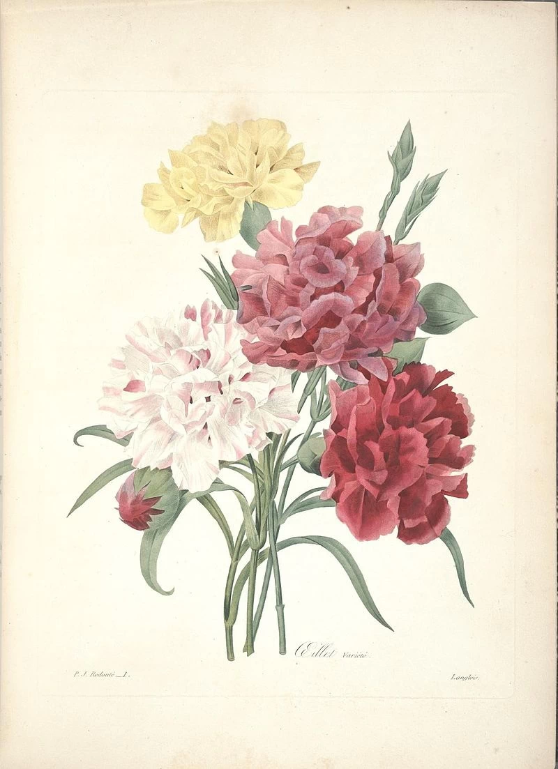 Scelta dei fiori più belli (tavola 1)